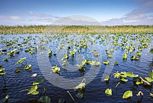 Lily Pads in the Everglades