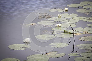 Lily Pads in a Pond, Kissimmee, Florida photo