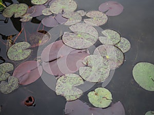 Lily pads floating on a pond