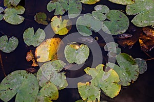 Lily Pads Floating on a Pond, in San Francisco`s Golden Gate Park