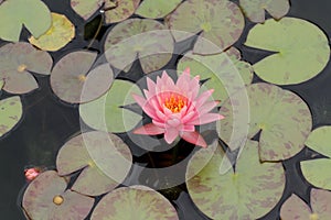 Lily pads and flower