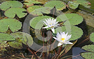 Lily pads with flowers