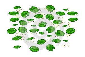 Lily pads isolated on white background. Lotus leaf pattern. Water lilies leaves.