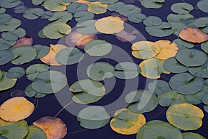 LILY PADS IN LAKE IN EVERRET SEATTLE