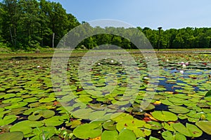 Lily pads and lilies cover the surface of a small lake that is surrounded by green trees photo