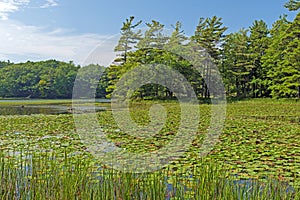 Lily Pads on a North Woods Lake