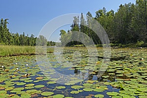 Lily Pads on a Northwoods Lake