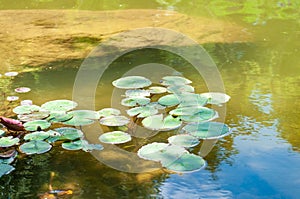 Lily pads Nymphaeaceae Nuphar floating peacefully on a pond in Northern Michigan