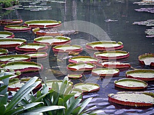 Lily pads in a pond