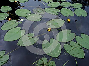 Lily pads on pond