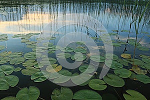 Lily pads at the pond