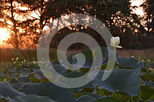 Lily Pads on Pond at Sunset