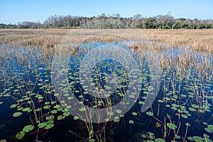 Lily pads on pond in wetlands of Grassy Waters Preserve in West Palm Beach.