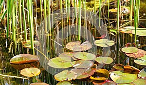 Lily Pads and Reeds photo