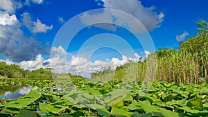 Lily Pads and Sawgrass III photo