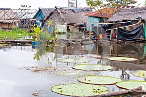 Lily Pads in a Slum