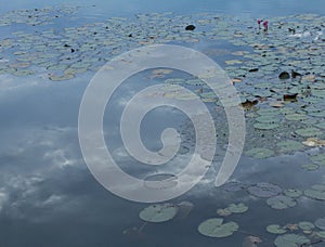 Lily pads on the surface of a pond photo