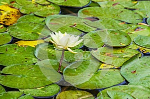 Lily pads surrounding a water lily in a pond