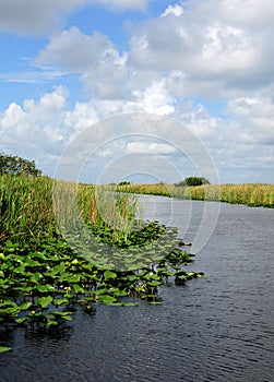 Lily pads on swamp in florida everglades