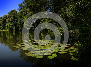 Lily Pads at the Tolstoy country estate, Yasnaya Polyana outside Tula, Russia