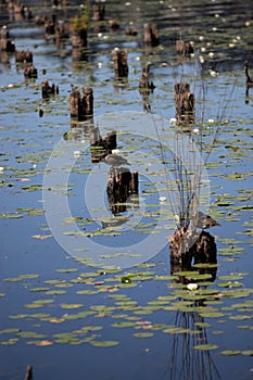 Lily pads in the water with ducks