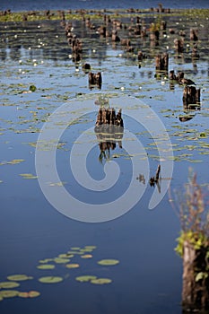 Lily pads in the water with ducks