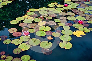 Lily Pads and Water Lilys