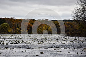 Lily Pads On a Small Lake on a Cloudy Autumn Day