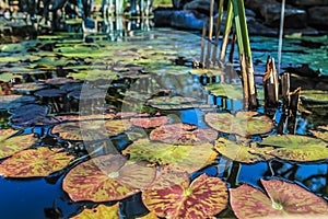 Lily Pads in Water Pond