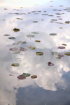 Lily pads on the water with the sky casted on it