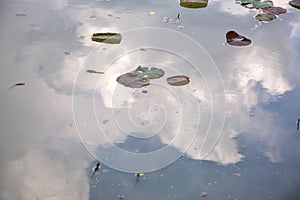 Lily pads on the water with the sky casted on it