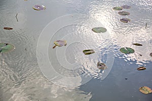 Lily pads on the water with the sky casted on it