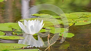 Lily pads and white lily flower on a late summer / early fall day on a small lake in Governor Knowles State Forest in Northern Wis photo