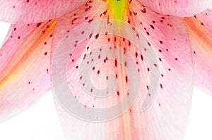 Lily petal abstract