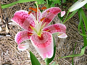 Lily Pink