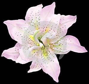 Lily pink flower on black isolated background with clipping path. Closeup. For design. Top view.