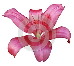 Lily pink-red flower, isolated with clipping path, on a white background. beautiful lily, green center. for design.