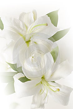 Lily pistil abstract