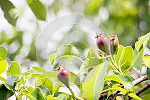 Lily plant with blooming flower buds in garden