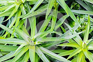 Lily plant with blooming flower buds in garden