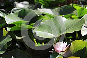 Lily plant