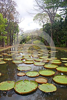 Lily Pond