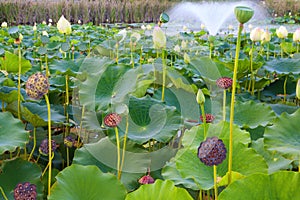 Lily Pond