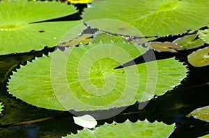 Lily Pond