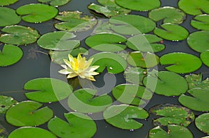 Lily Pond