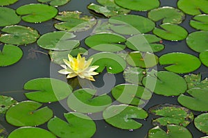 Lily Pond