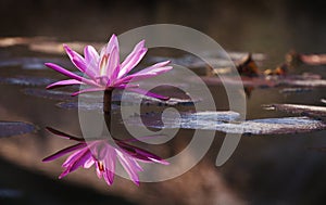 Lily in the pond