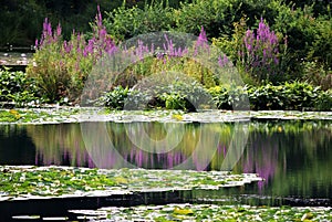 A Lily Pond !!!