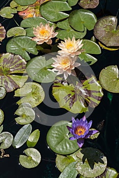 Lily pond, colorful flowers