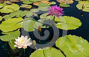 Lily pond, colorful flowers